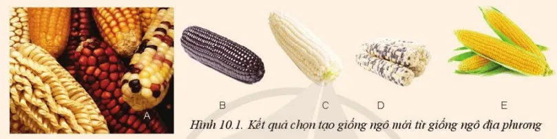 Làm thế nào để từ các giống ngô địa phương (A) tạo ra được các giống ngô (B), (C) Mo Dau Trang 53 Cong Nghe 10 Cntt