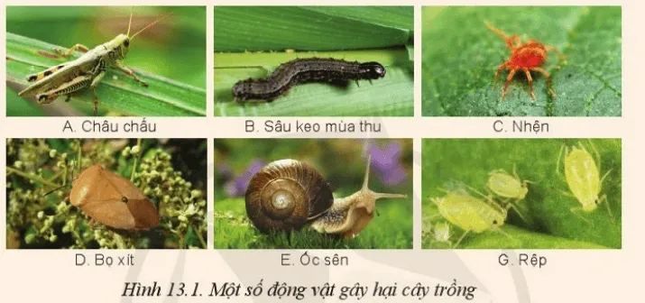Quan sát các hình ảnh dưới đây và cho biết đâu là côn trung hai cây trồng Mo Dau Trang 67 Cong Nghe 10 Cntt