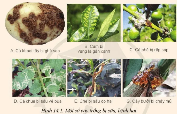 Quan sát Hình 14.1 và cho biết hình nào là cây trồng bị bệnh hại Mo Dau Trang 72 Cong Nghe 10 Cntt
