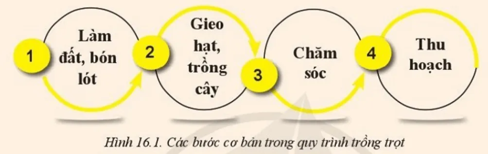 Quan sát Hình 16.1  và cho biết quy trình trồng trọt gồm các bước nào Mo Dau Trang 87 Cong Nghe 10 Cntt 144269