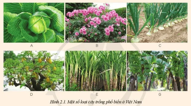Quan sát Hình 2.1 và cho biết cây nào thuộc nhóm cây hàng năm Mo Dau Trang 9 Cong Nghe 10 Cntt