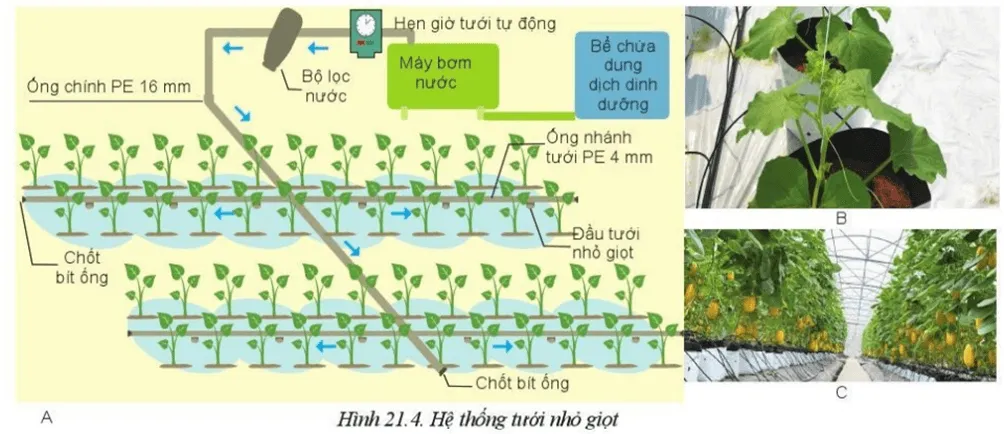 Quan sát Hình 21.4 và nêu loại cây trồng ở địa phương em có thể ứng dụng Van Dung Trang 114 Cong Nghe 10 Cntt 144308