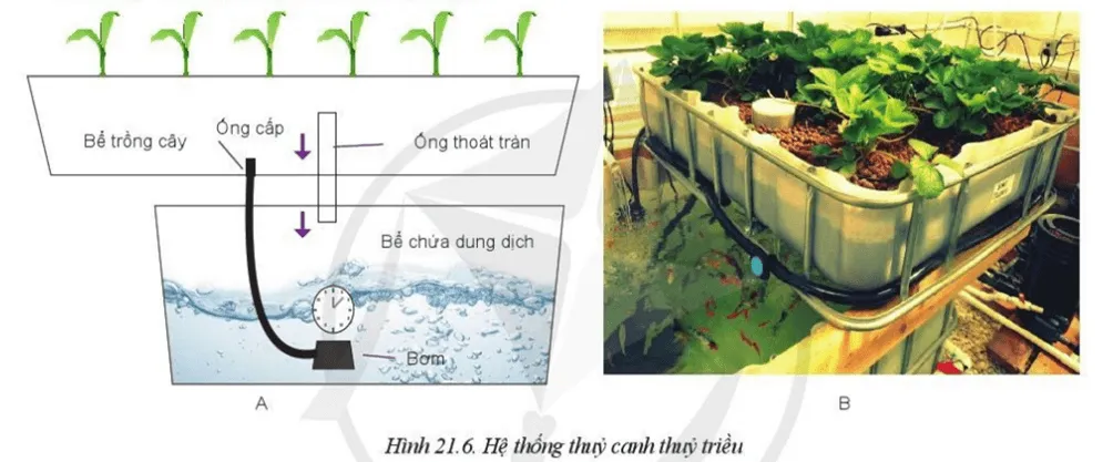Em hãy cho biết mối quan hệ giữa cá và cây trong Hình 21.6 Van Dung Trang 115 Cong Nghe 10 Cntt 2 144310