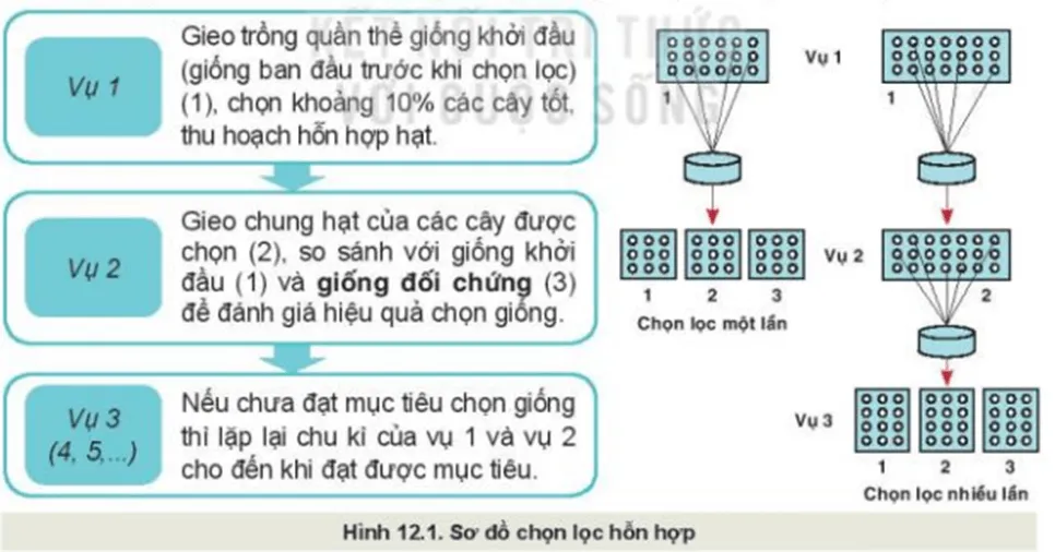 Quan sát Hình 12.1, mô tả phương pháp chọn lọc hỗn hợp một lần và chọn lọc hỗn hợp nhiều lần? Kham Pha 1 Trang 61 Cong Nghe 10 Cntt 1