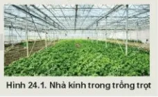 Quan sát Hình 24.1 và 24.2, nhận xét Kham Pha Trang 119 Cong Nghe 10 Cntt 1