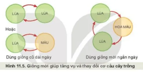 ></img>Hình 11.5 thể hiện cơ cấu mùa vụ trong năm. Quan sát Hình 11.5 và cho biết giống mới giúp tăng vụ và thay đổi cơ cấu Kham Pha Trang 59 Cong Nghe 10 Cntt 1″></p>
<h4><b style=