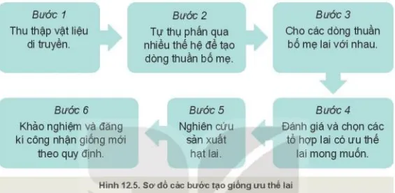 Quan sát Hình 12.5, mô tả các bước tạo giống ưu thế lai? Kham Pha Trang 63 Cong Nghe 10 Cntt 1