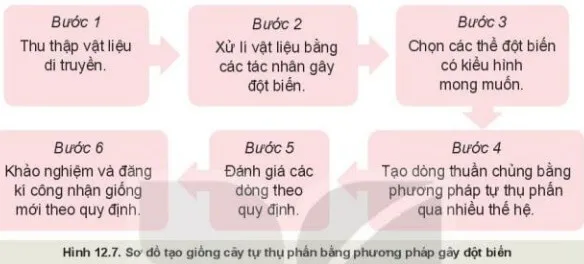Quan sát Hình 12.7 và mô tả các bước tạo giống cây bằng phương pháp gây đột biến Kham Pha Trang 64 Cong Nghe 10 Cntt 1
