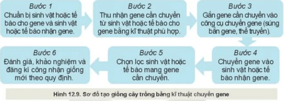 Quan sát Hình 12.9 và mô tả các bước tạo giống cây trồng bằng kĩ thuật chuyển gene Kham Pha Trang 65 Cong Nghe 10 Cntt 1