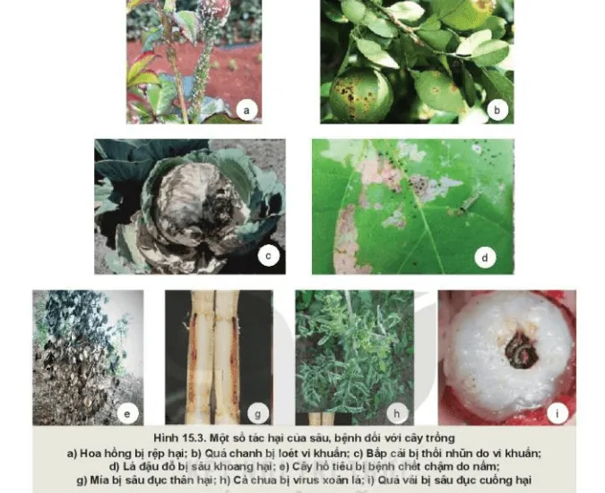 Quan sát Hình 15.3 nêu tác hại của sâu bệnh đối với mỗi loại cây trồng? Kham Pha Trang 77 Cong Nghe 10 Cntt 1