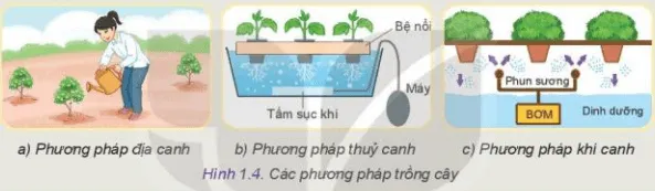 Quan sát Hình 1.4 em hãy mô tả các phương pháp trồng cây và đánh giá ưu nhược điểm của mỗi phương pháp này Kham Pha Trang 8 Cong Nghe 10 Tkcn 1