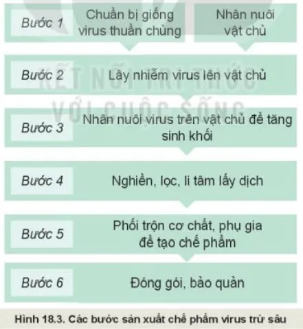 Quan sát Hình 18.3 mô tả các bước sản xuất chế phẩm vi rút trừ sâu. Kham Pha Trang 91 Cong Nghe 10 Cntt 1