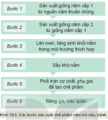 Quan sát Hình 18.5 mô tả các bước sản xuất chế phẩm nấm trừ sâu bệnh hại cây trồng? Kham Pha Trang 93 Cong Nghe 10 Cntt 1