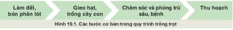 Quan sát Hình 19.1, kết hợp với kinh nghiệm của bản thân em hãy nêu các bước cơ bản trong quy trình trồng trọt và ý nghĩa? Kham Pha Trang 97 Cong Nghe 10 Cntt 1