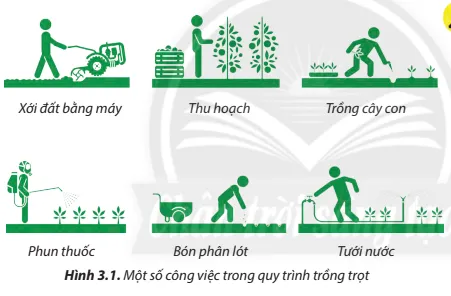 Những công việc nào trong Hình 3.1 thuộc giai đoạn chuẩn bị đất trồng? Cau Hoi 1 Trang 14 Cong Nghe Lop 7 Chan Troi