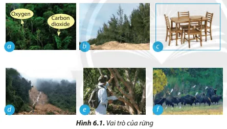 Em hãy nêu vai trò của rừng đối với môi trường, đời sống và sản xuất trong mỗi trường hợp Cau Hoi 1 Trang 38 Cong Nghe Lop 7 Chan Troi