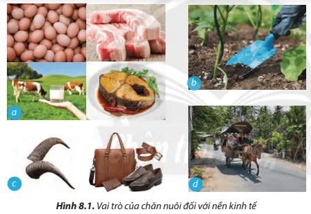  Từ Hình 8.1, em hãy nêu những lợi ích mà các sản phẩm mà các sản phẩm của ngành chăn nuôi mang lại Cau Hoi 1 Trang 50 Cong Nghe Lop 7 Chan Troi