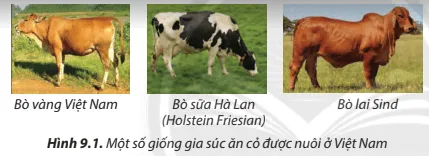 Nêu đặc điểm phân biệt các giống gia súc ăn cỏ trong Hình 9.1  Cau Hoi 1 Trang 54 Cong Nghe Lop 7 Chan Troi