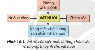 Quan sát Hình 10.1 và nêu những yếu tố ảnh hưởng đến sự phát triển của vật nuôi Cau Hoi 1 Trang 58 Cong Nghe Lop 7 Chan Troi