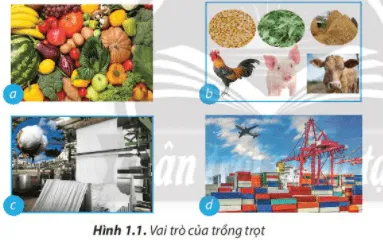 Quan sát Hình 1.1 và trình bày những lợi ích của trồng trọt đối với sản xuất và đời sống con người Cau Hoi 1 Trang 6 Cong Nghe Lop 7 Chan Troi 1