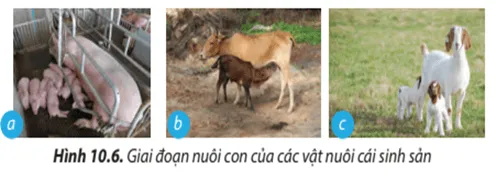 Hãy nêu nhiệm vụ của các vật nuôi cái sinh sản ở giai đoạn nuôi con ( Hình 10.6) Cau Hoi 10 Trang 61 Cong Nghe Lop 7 Chan Troi
