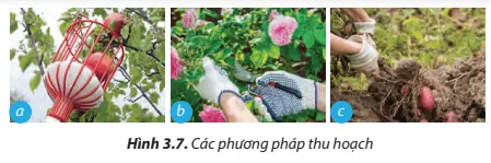 Quan sát Hình 3.7 em hãy nêu phương pháp thu hoạch tương ứng thu hoạch tương ứng với mỗi hình Cau Hoi 11 Trang 20 Cong Nghe Lop 7 Chan Troi