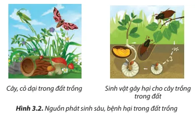 Quan sát Hình 3.2 và cho biết nếu đất trồng không được chuẩn bị tốt thì vụ mùa sẽ bị ảnh hưởng như thế nào  Cau Hoi 2 Trang 14 Cong Nghe Lop 7 Chan Troi