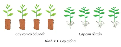 Quan sát Hình 7.1 và cho biết ưu điểm khi trồng rừng khi trồng rừng bằng cây con Cau Hoi 2 Trang 42 Cong Nghe Lop 7 Chan Troi