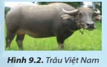 Nêu đặc điểm hình thể của trâu Việt Nam ( Hình 9.2) Cau Hoi 2 Trang 54 Cong Nghe Lop 7 Chan Troi