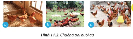 Nêu yêu cầu của chuồng trại nuôi gà thể hiện trong mỗi trường hợp được minh hoạ ở Hình 11.2 Cau Hoi 2 Trang 64 Cong Nghe Lop 7 Chan Troi