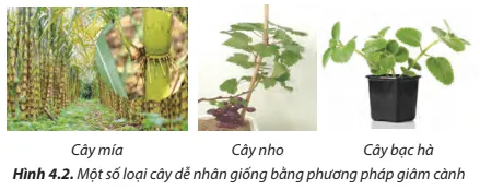 Các loại cây dễ nhân giống bằng phương pháp giâm cành ở Hình 4.2 có những đặc điểm gì? Cau Hoi 3 Trang 22 Cong Nghe Lop 7 Chan Troi