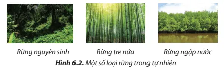 Những loại rừng ở Hình 6.2 được gọi tên theo đặc điểm nào của rừng?  Cau Hoi 3 Trang 39 Cong Nghe Lop 7 Chan Troi