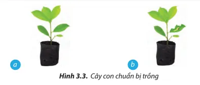 Quan sát Hình 3.3, hãy chỉ ra cây con không nên chọn để trồng. Vì sao? Cau Hoi 4 Trang 15 Cong Nghe Lop 7 Chan Troi