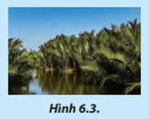 Hãy cho biết tên gọi loại rừng trong Hình 6.3 Cau Hoi 4 Trang 39 Cong Nghe Lop 7 Chan Troi