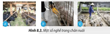 Hãy kể tên nghề chăn nuôi trong trường hợp ở Hình 8.3 Cau Hoi 4 Trang 51 Cong Nghe Lop 7 Chan Troi