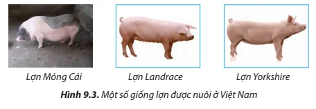 So sánh đặc điểm ngoại hình của lợn Landrace và Yorkshire ( Hình 9.3) Cau Hoi 4 Trang 54 Cong Nghe Lop 7 Chan Troi