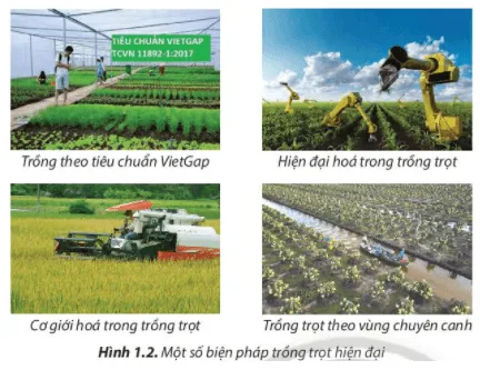 Những biện pháp được minh họa ở Hình 1.2 giúp lĩnh vực trồng trọt phát triển như thế nào? Cau Hoi 4 Trang 7 Cong Nghe Lop 7 Chan Troi