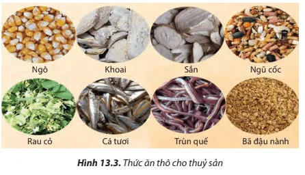 Quan sát Hình 13.2, 13.3 , 13.4, hãy phân biệt và đánh giá ưu, nhược điểm của các loại thức ăn cho tôm, cá Cau Hoi 4 Trang 76 Cong Nghe Lop 7 Chan Troi 1