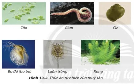 Quan sát Hình 13.2, 13.3 , 13.4, hãy phân biệt và đánh giá ưu, nhược điểm của các loại thức ăn cho tôm, cá Cau Hoi 4 Trang 76 Cong Nghe Lop 7 Chan Troi