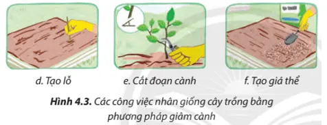 Hãy sắp xếp các công việc nhân giống cây trồng ở Hình 4.3 theo thứ tự phù hợp Cau Hoi 5 Trang 23 Cong Nghe Lop 7 Chan Troi 1