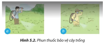 Quan sát Hình 5.2 và cho biết trường hợp nào đảm bảo an toàn lao động trong chăm sóc cây trồng Cau Hoi 5 Trang 30 Cong Nghe Lop 7 Chan Troi