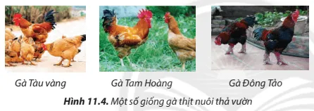 Theo em, các giống gà thịt nuôi thả vườn như trong Hình 11.4 có đặc điểm hình thể như thế nào? Cau Hoi 5 Trang 65 Cong Nghe Lop 7 Chan Troi