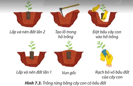 Quan sát Hình 7.3 và sắp xếp các công việc trồng rừng bằng cây con có bầu đất theo thứ tự thích hợp Cau Hoi 6 Trang 43 Cong Nghe Lop 7 Chan Troi