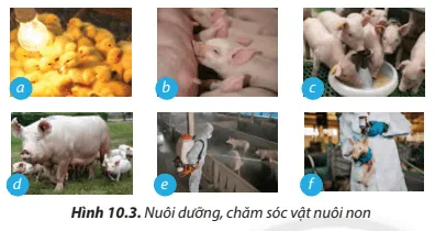 Nêu tác dụng của các công việc nuôi dưỡng và chăm sóc vật nuôi non được minh hoạ  Cau Hoi 6 Trang 59 Cong Nghe Lop 7 Chan Troi