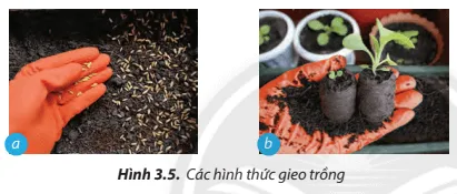 Hãy trình bày các hình thức gieo trồng cây được minh hoạ ở Hình 3.5 Cau Hoi 7 Trang 17 Cong Nghe Lop 7 Chan Troi