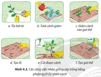 Hãy cho biết mỗi công việc ở Hình 4.3 tương ứng với bước nào trong quy trình giâm cành Cau Hoi 7 Trang 24 Cong Nghe Lop 7 Chan Troi