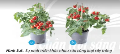 So sánh sự phát triển của hai cây trong Hình 3.6...phát triển khác nhau? Cau Hoi 8 Trang 18 Cong Nghe Lop 7 Chan Troi