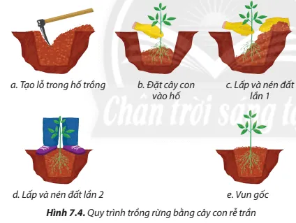 Quan sát Hình 7.4, giải thích các thao tác kĩ thuật của phương pháp trồng rừng bằng cây con rễ trần Cau Hoi 8 Trang 44 Cong Nghe Lop 7 Chan Troi