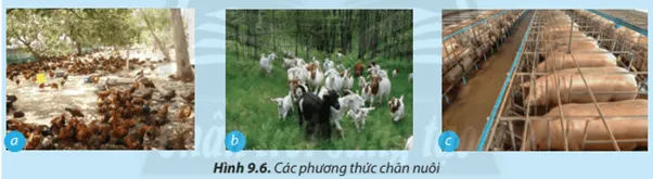Hãy quan sát và gọi tên phương thức chăn nuôi trong mỗi trường hợp ở Hình 9.6 Luyen Tap 1 Trang 56 Cong Nghe Lop 7 Chan Troi
