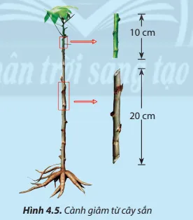 Thân cây sắn sau khi thu hoạch sẽ được cắt thành các đoạn ngắn để làm giống Luyen Tap 2 Trang 26 Cong Nghe Lop 7 Chan Troi